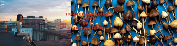 мяу мяу мука Новодвинск