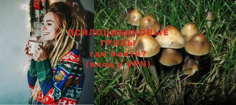 omg маркетплейс  Коммунар  Псилоцибиновые грибы Psilocybine cubensis 